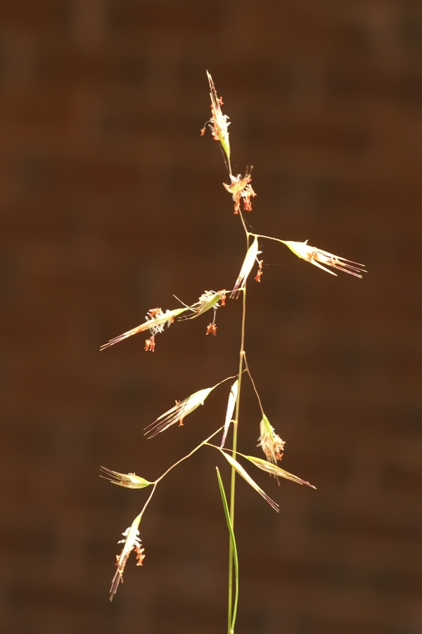 Joycea clelandii